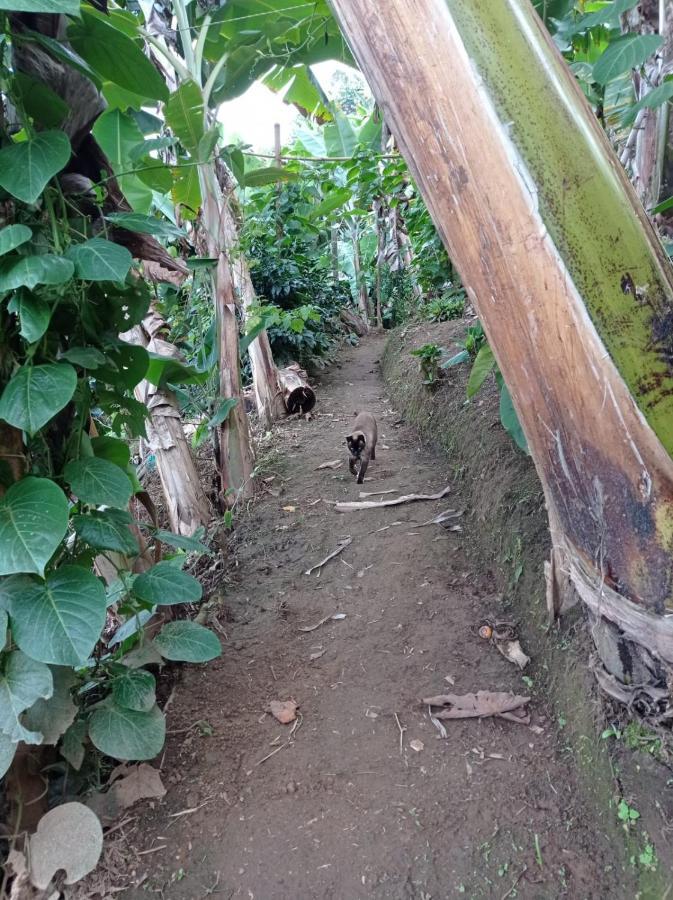 Alojamiento Rural Jardin Consentido Eksteriør billede