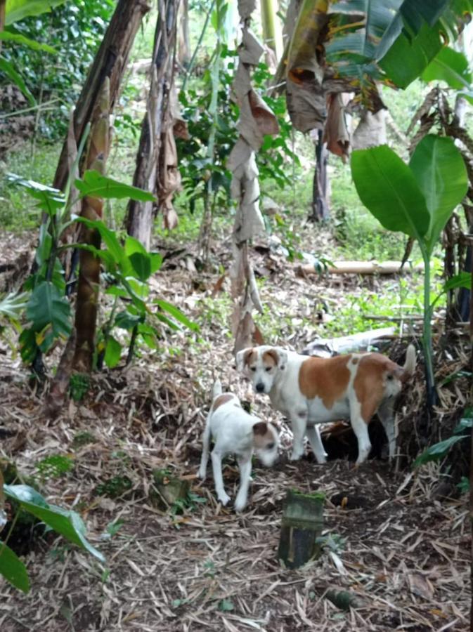Alojamiento Rural Jardin Consentido Eksteriør billede