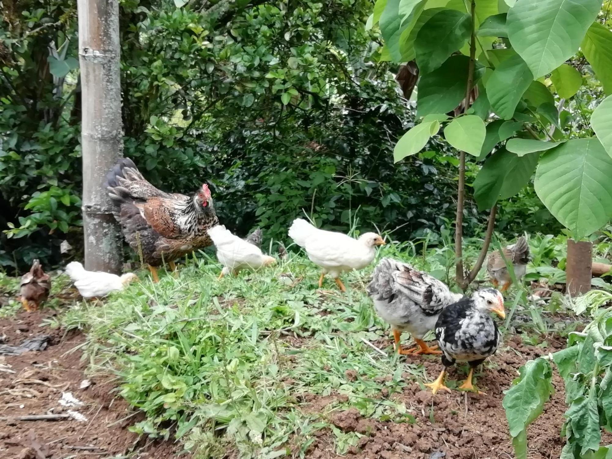 Alojamiento Rural Jardin Consentido Eksteriør billede
